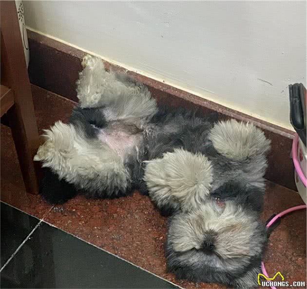 被猫咪抚养长大的博美，如今被主人当成了工具狗