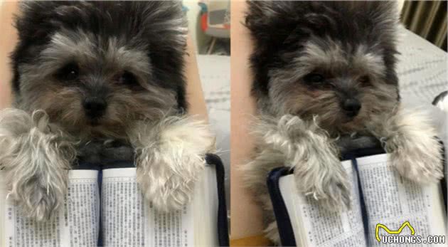 被猫咪抚养长大的博美，如今被主人当成了工具狗