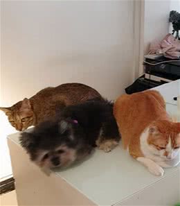 被猫咪抚养长大的博美，如今被主人当成了工具狗