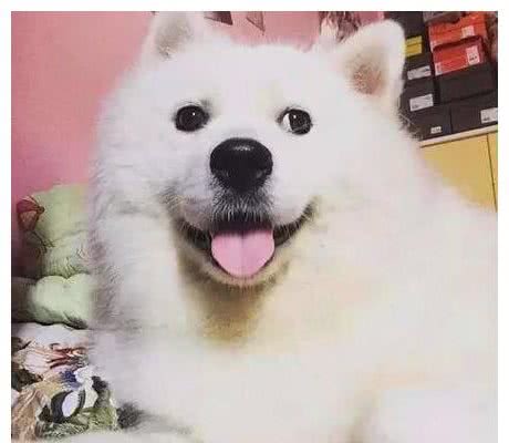 狗狗怀孕却不知道爸爸是谁，孩子生下来后，主人崩溃了！