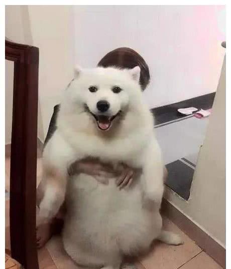狗狗怀孕却不知道爸爸是谁，孩子生下来后，主人崩溃了！