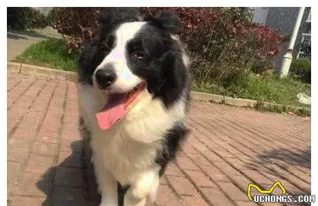 狗狗怀孕却不知道爸爸是谁，孩子生下来后，主人崩溃了！