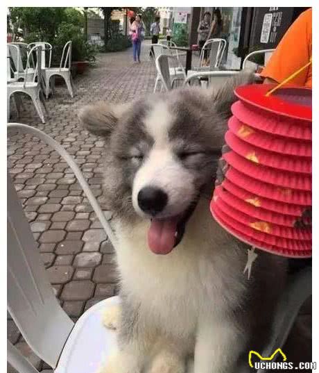 狗狗怀孕却不知道爸爸是谁，孩子生下来后，主人崩溃了！