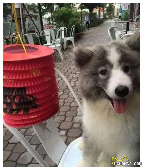 狗狗怀孕却不知道爸爸是谁，孩子生下来后，主人崩溃了！