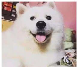 狗狗怀孕却不知道爸爸是谁，孩子生下来后，主人崩溃了！