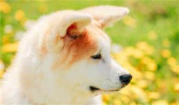 为什么不要养秋田狗，如果养的话怎么做才对