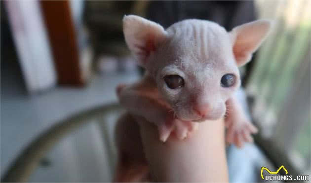 捡到一只小流浪猫，居然是只无毛猫，但纸条上的内容让人疑惑