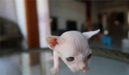 捡到一只小流浪猫，居然是只无毛猫，但纸条上的内容让人疑惑