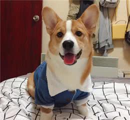狗狗穿衣服是主人矫情？是你想多了，狗狗是会怕冷的