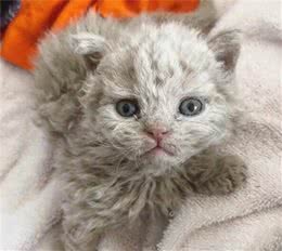 意外拾得一只流浪猫，可猫的体毛一直不顺，兽医：这是稀有品种
