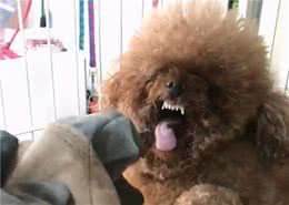 这6种教育狗狗办法，主人千万别学，用一次狗狗越恨你