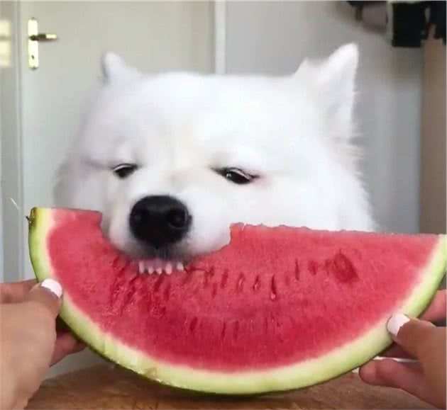 幼犬该怎么喂食？小狗肠胃弱要更加注意，主人最好遵循这条定律