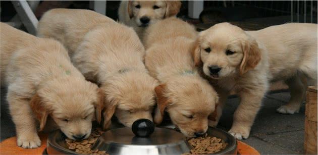 幼犬该怎么喂食？小狗肠胃弱要更加注意，主人最好遵循这条定律