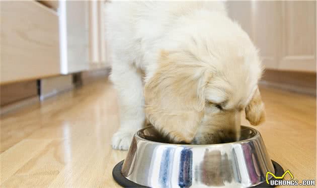 幼犬该怎么喂食？小狗肠胃弱要更加注意，主人最好遵循这条定律