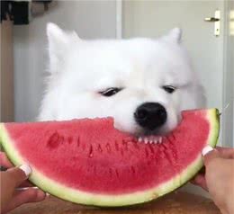 幼犬该怎么喂食？小狗肠胃弱要更加注意，主人最好遵循这条定律