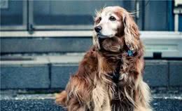 谨记！想要你的狗狗健康，请远离这5大禁区