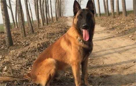 不要以为马犬好养，这些缺点，你能包容几个？