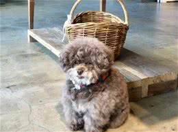 标准贵妇犬多少钱一只？