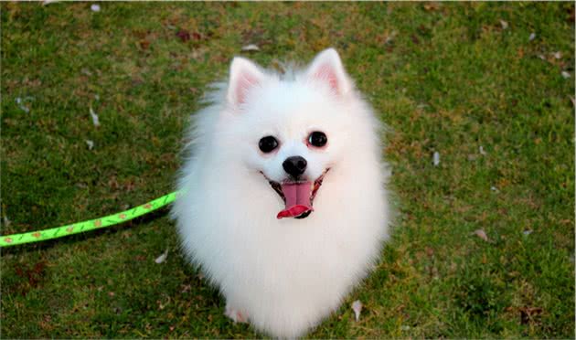 难怪少人养博美犬，原来它这么“可怕”