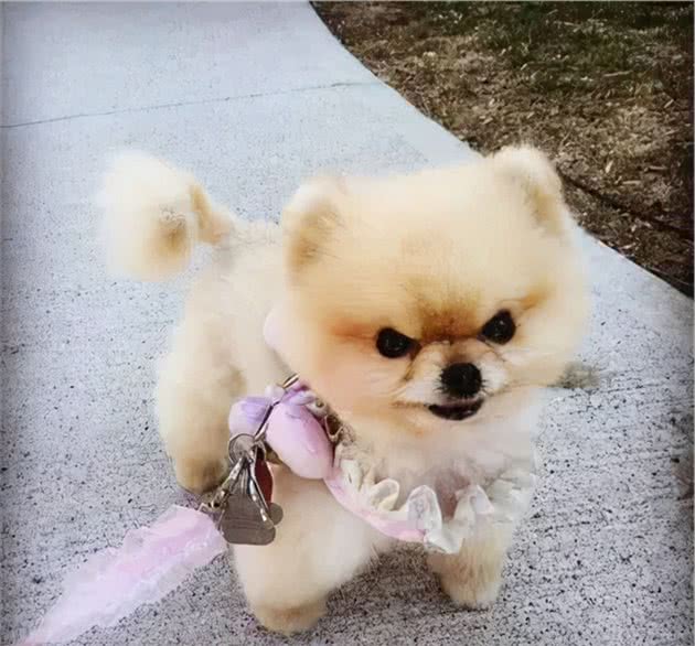难怪少人养博美犬，原来它这么“可怕”