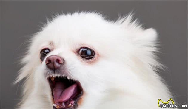难怪少人养博美犬，原来它这么“可怕”