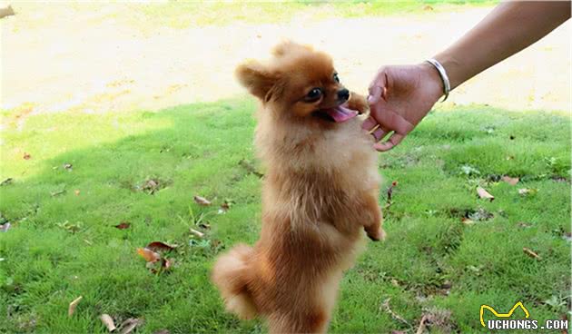 难怪少人养博美犬，原来它这么“可怕”