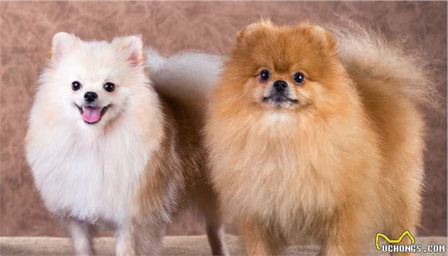 难怪少人养博美犬，原来它这么“可怕”