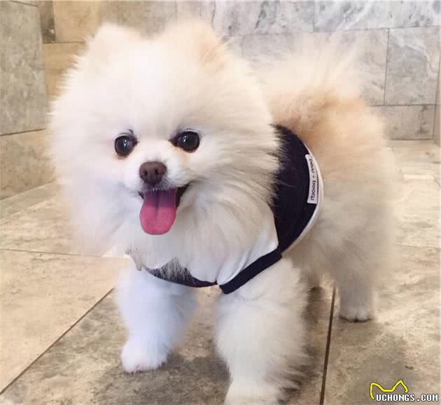 难怪少人养博美犬，原来它这么“可怕”