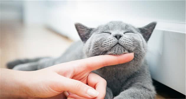 世界上最贵的几种猫，第一只可以说是无价之宝，你家猫上榜了吗？
