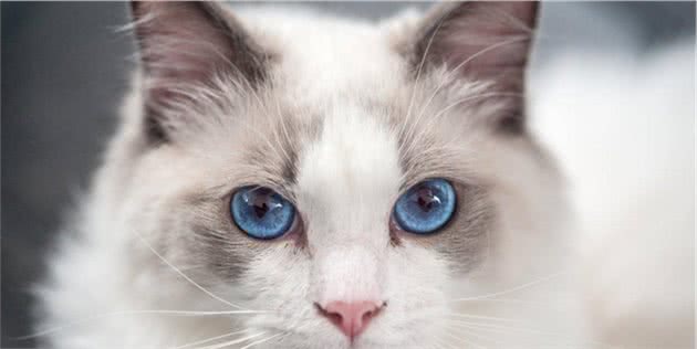 世界上最贵的几种猫，第一只可以说是无价之宝，你家猫上榜了吗？