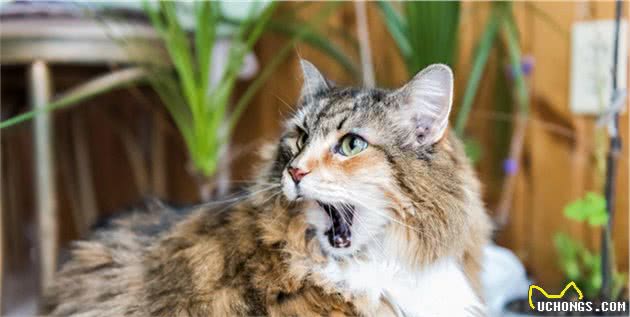 世界上最贵的几种猫，第一只可以说是无价之宝，你家猫上榜了吗？