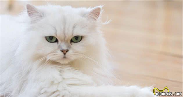 世界上最贵的几种猫，第一只可以说是无价之宝，你家猫上榜了吗？