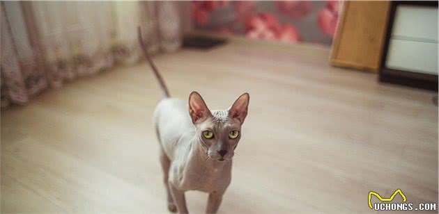 世界上最贵的几种猫，第一只可以说是无价之宝，你家猫上榜了吗？