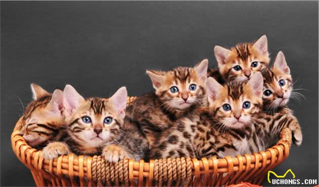 世界上最贵的几种猫，第一只可以说是无价之宝，你家猫上榜了吗？