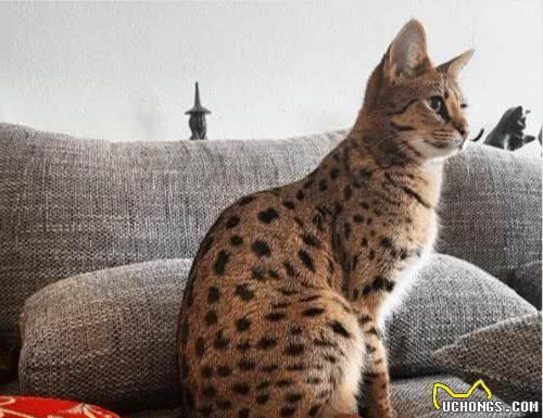 世界上最贵的几种猫，第一只可以说是无价之宝，你家猫上榜了吗？