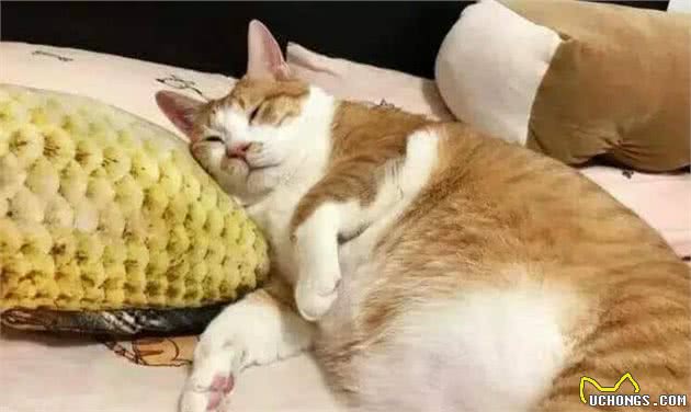 世界上最贵的几种猫，第一只可以说是无价之宝，你家猫上榜了吗？