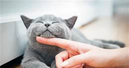 世界上最贵的几种猫，第一只可以说是无价之宝，你家猫上榜了吗？