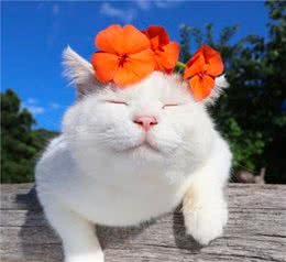 猫咪是怎样进入人类生活的？