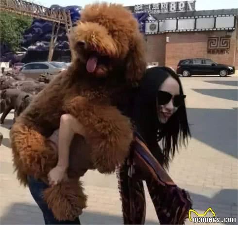 7种最喜欢黏主人的狗狗，想不到德牧是这样子的狗狗