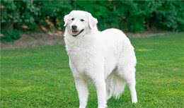 寻根问祖系列（66）：库瓦兹犬（Kuvasz）