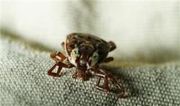 狗狗身上有蜱虫，别用镊子夹！教你正确方法，以免给狗造成伤害