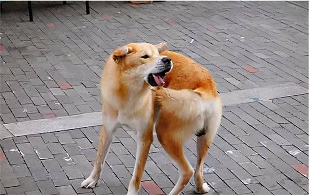 狗狗啃尾巴，其实是有事要告诉你，别忽视了