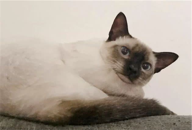 猫咪身上的不同花纹都是怎么来的？
