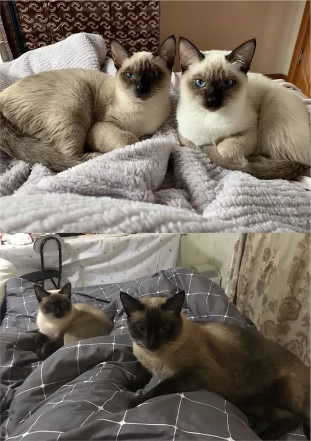 猫咪身上的不同花纹都是怎么来的？