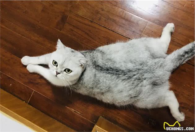 猫咪身上的不同花纹都是怎么来的？
