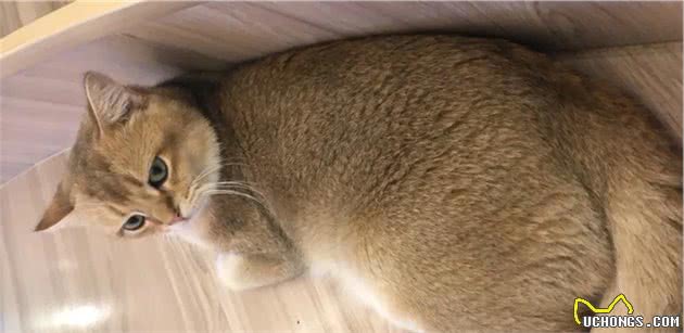 猫咪身上的不同花纹都是怎么来的？