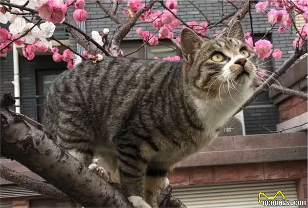 猫咪身上的不同花纹都是怎么来的？