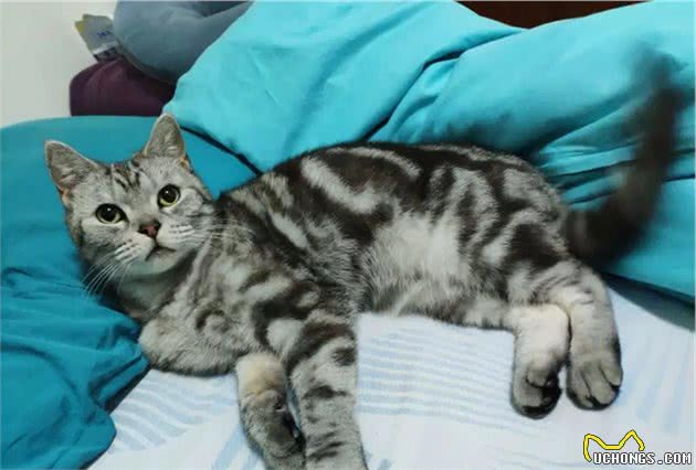 猫咪身上的不同花纹都是怎么来的？