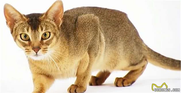 猫咪身上的不同花纹都是怎么来的？