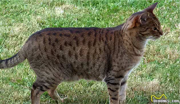 猫咪身上的不同花纹都是怎么来的？